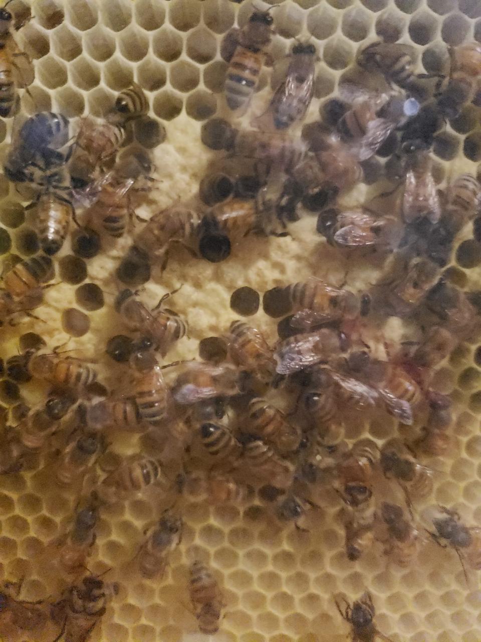 Honeybees inside the new hive at the McKinley Presidential Library & Museum are beginning to create honeycomb and produce their own honey, museum officials said.