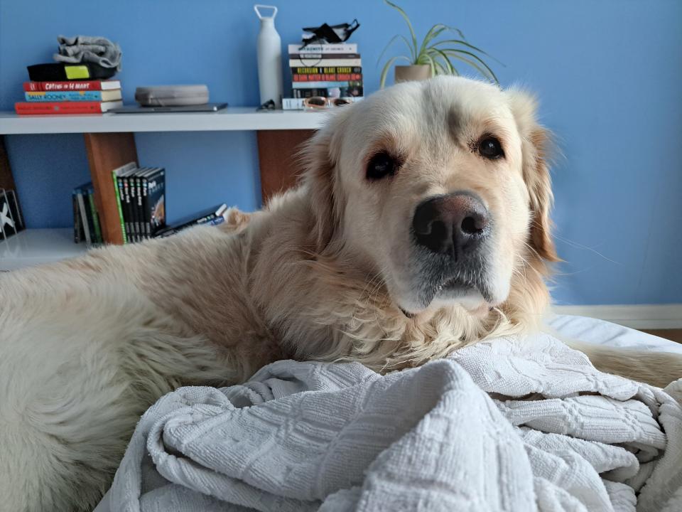 <p>Dog sitting on bed.</p>
