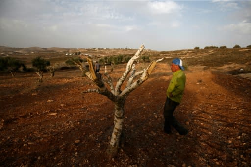 Palestinian farmer Mahmud Abu Shinar did not see who attacked his olive trees at night but blames residents of an Israeli settlement