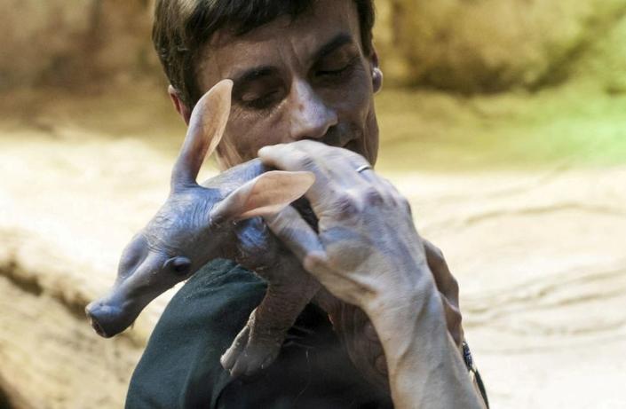 FILE PHOTO: A zoo keeper holds a new born aardvark at the zoo in Wroclaw