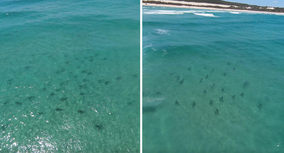 Huge school of sharks off K'gari (Fraser Island)