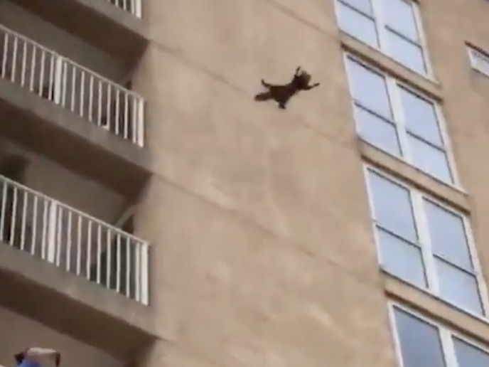 Daredevil raccoon leaps from seventh storey of tower block in front of shocked onlookers