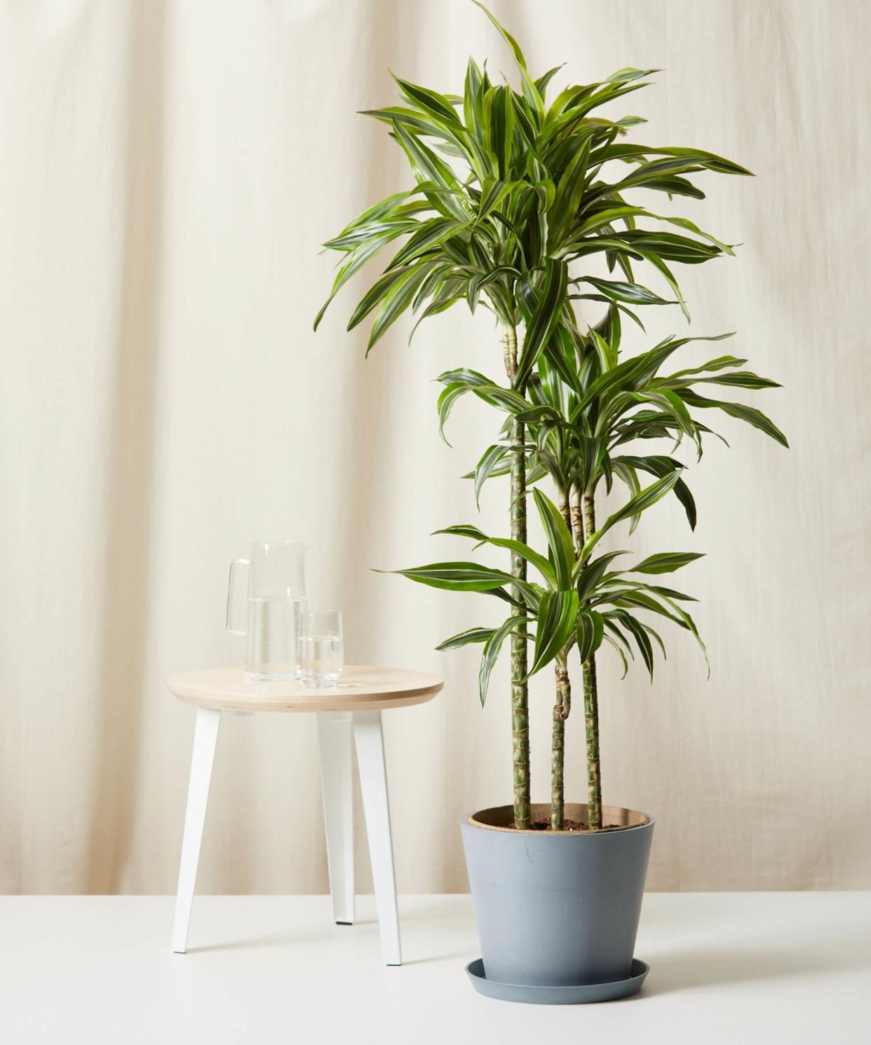 <p><a href="https://bloomscape.com/product/dracaena-gold-star" rel="nofollow noopener" target="_blank" data-ylk="slk:Shop Now;elm:context_link;itc:0;sec:content-canvas" class="link rapid-noclick-resp">Shop Now</a></p><p>Dracaena Gold Star</p><p>bloomscape.com</p><p>$249.00</p>