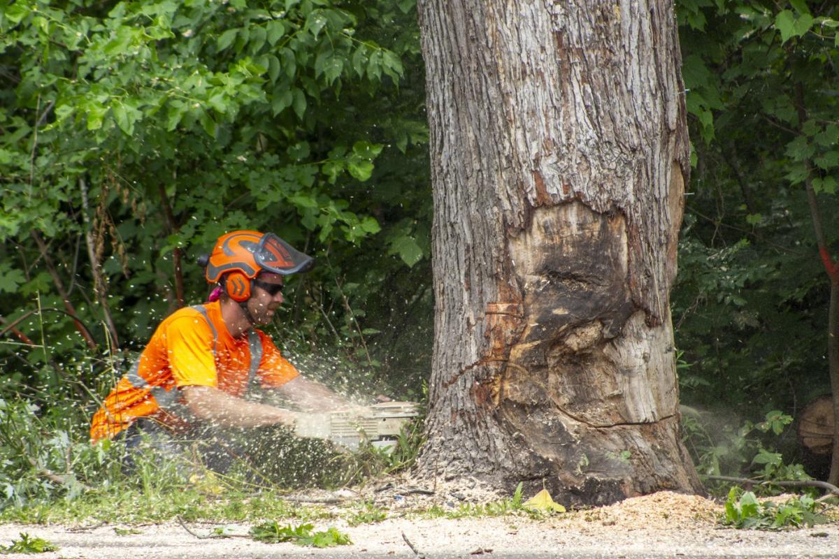 Region strikes tree at fatal car accidents