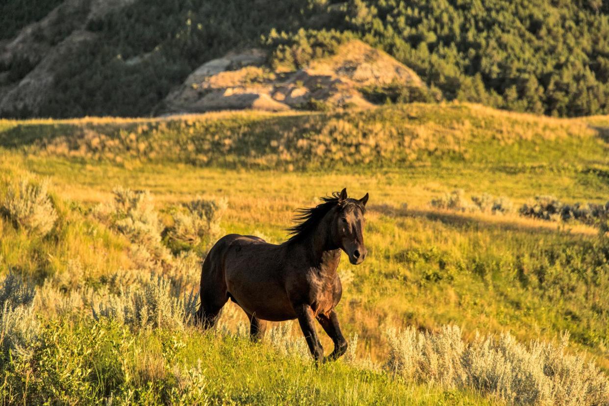<span>A wild horse in Theodore Roosevelt national park in North Dakota in 2014.</span><span>Photograph: Prisma by Dukas/Universal Images Group via Getty Images</span>