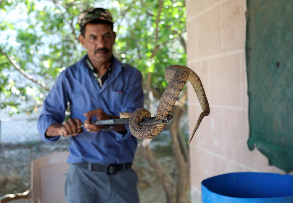 Yaseen sostiene una serpiente con una de las pinzas que emplea para sacarlas de las casas. (Foto: Alaa Al Sukhni / Reuters).