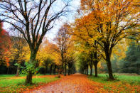 <p>Además de que 21% la ciudad está cubierta de áreas verdes que cambian de tonalidad durante el otoño, la ciudad cuenta con este bosque artificial, que ya es un destino tradicional para disfrutar de esta estación del año. Foto: dennisvdw / Getty Images. </p>