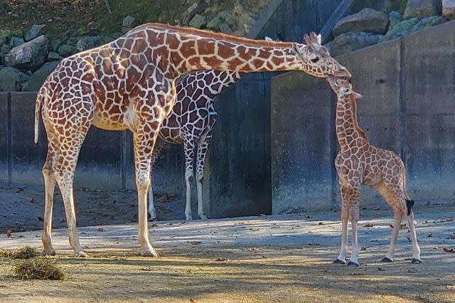 <p>Memphis Zoo</p> Memphis Zoo pays tribute to beloved giraffe Angela Kate.