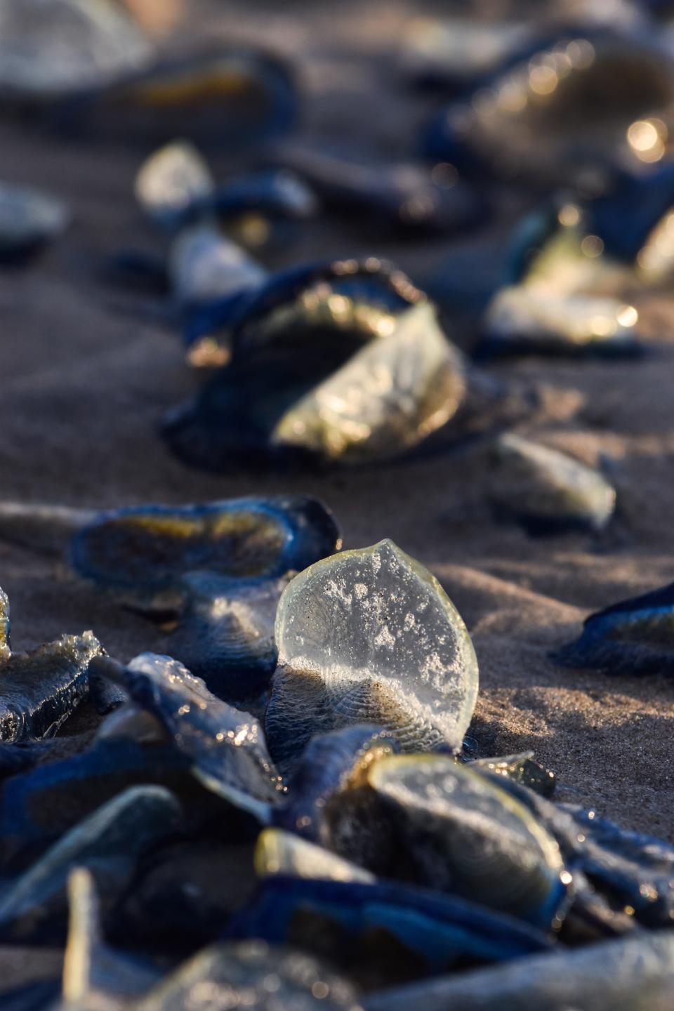 Velella velella, also known as by-the-wind sailors, seen on a San Diego County beach on May 7. The jellyfish are not dangerous to humans, according to the California Department of Fish and Wildlife. They continued to be observed in Southern and Central California into late May.