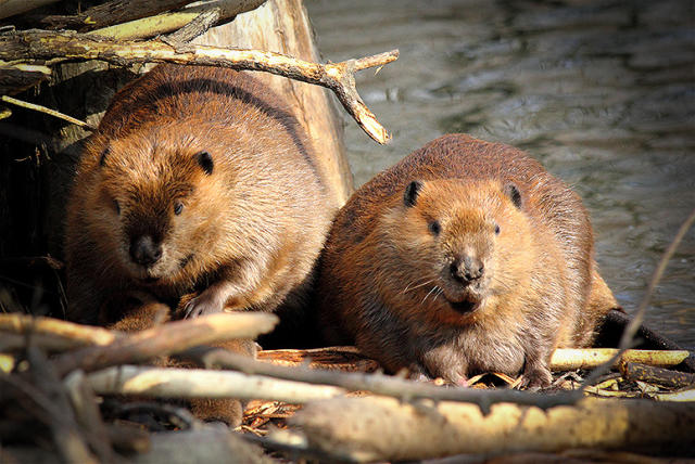 Coca-Cola Leaves It to Beavers to Fight the Drought