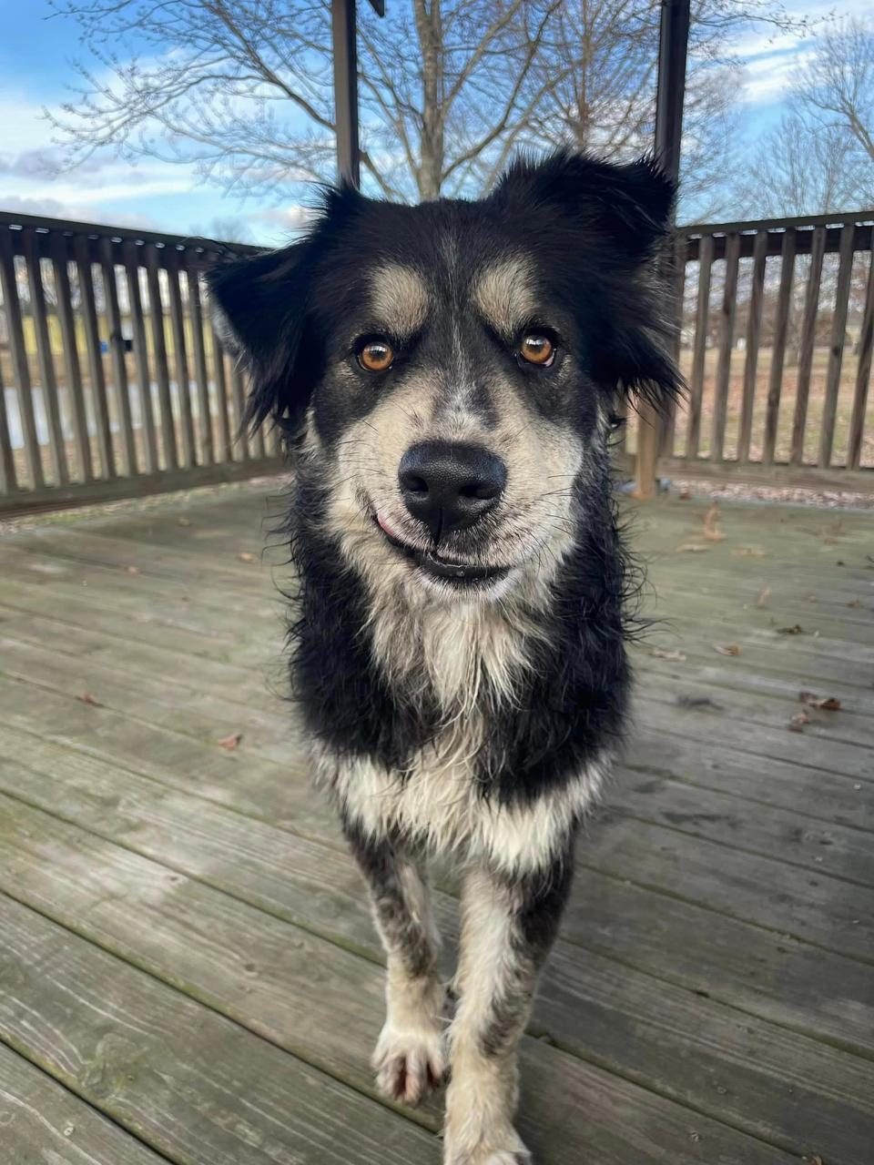 Pawl Ruff, whose real name is Waffle House, is a 2-year-old, 65 pound, Australian Shepherd mix who resembles Ant-Man actor Paul Rudd. Now, the shelter thinks Paul Rudd should adopt his lookalike.