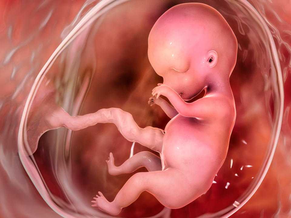 Human fetus in the uterus, scientifically accurate 3D illustration. Early fetal period, week 8 - week 16