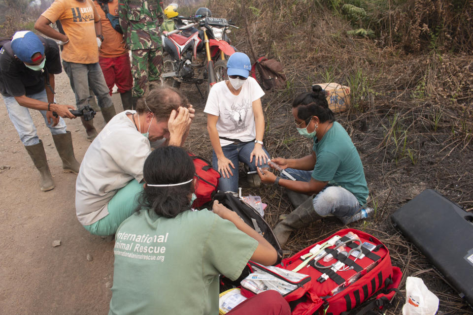 Orangutan rescue