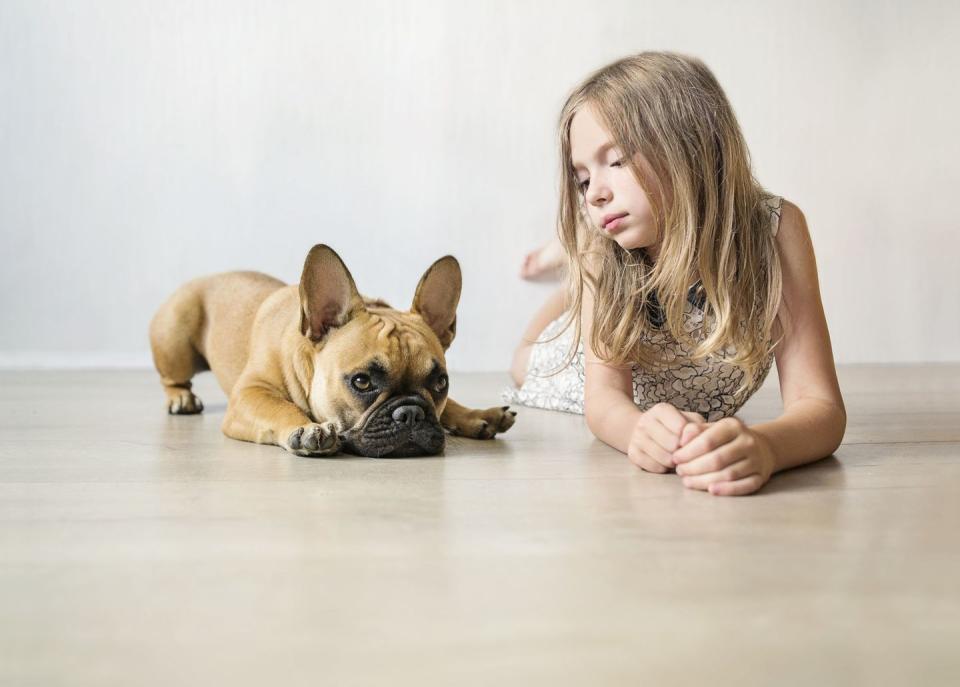 most loyal dog breeds french bulldog