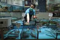 A fish from MoVertical Farm, is shown at a supermarket in Hong Kong, Thursday, Sept. 24, 2020. Operating on a rented 1,000 square meter patch of wasteland in Hong Kong's rural Yuen Long, Arthur Lee's MoVertical Farm utilizes around 30 of the decommissioned containers, to raise red water cress and other local vegetables hydroponically, which eliminates the need for soil. A few are also used as ponds for freshwater fish, with the bounty sold to local supermarkets in this crowded city of 7.5 million that is forced to import most of its food. (AP Photo/Kin Cheung)