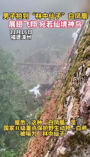 白鷳是中國的二級保育類動物。（圖／翻攝自抖音）