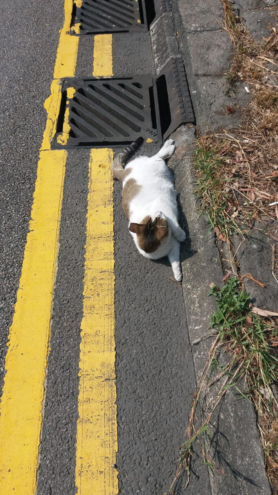 A member of the public found a cat lying on the side of the road yesterday and was seriously injured. In the end, Mao Mao was euthanized due to serious injuries.  (