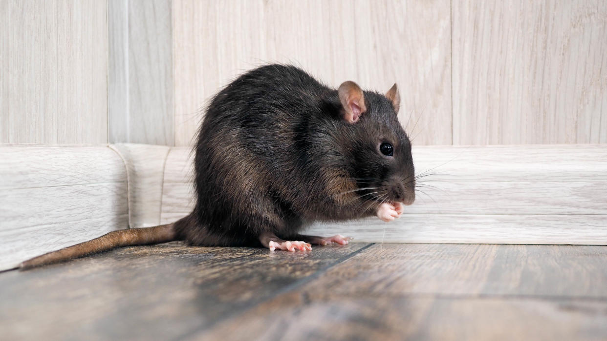  A rat on a wooden floor next to a wall 