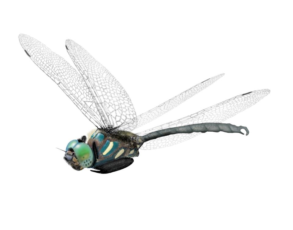 This image of the federally endangered Hine's emerald dragonfly by UW-Green Bay Scientific Illustration Club advisor and professor Dan Meinhardt is one of a number of plant and animal life illustrations gracing the pages of "Wandering Toft Point: A Nature Journal," a new interactive book celebrating the state natural area in Baileys Harbor.