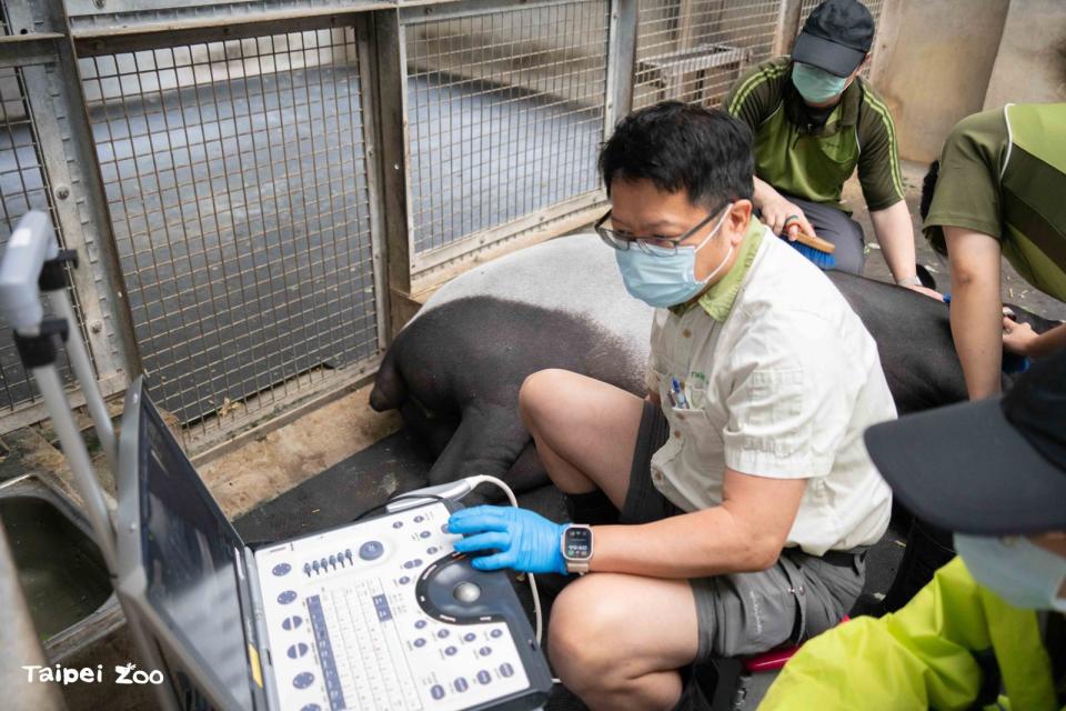 獸醫幫「貘莉」做超音波檢查。（台北市立動物園提供）