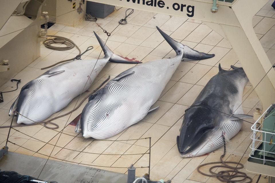 Three Minke whales are pictured on the deck of the Japanese whaling vessel Nisshin Maru in what is claimed by Sea Shepherd Australia to be an internationally recognised whale sanctuary