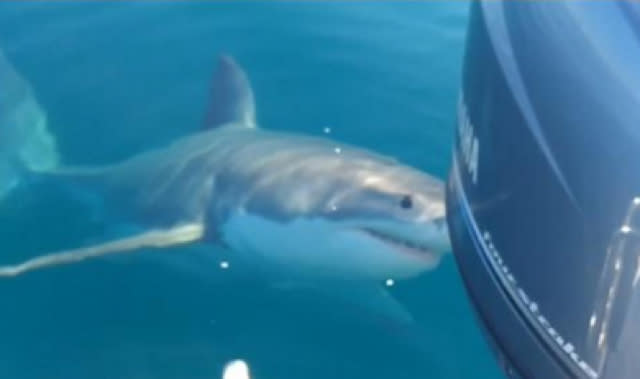 Fishermen berate great white shark as it wanders close to boat 