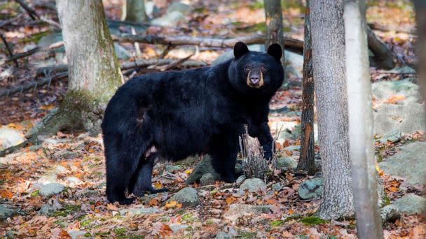 PHOTO: Stock photo of a black bear in Boonton Township, New Jersey. (STOCK PHOTO/Nature's Gifts Captured/Getty Images)