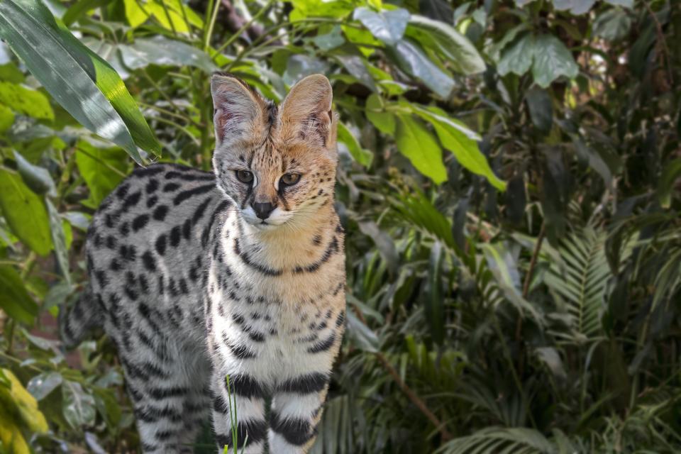 A serval like the one seen here was shot and killed in Ohio after attacking a dog. (Philippe Clement/Arterra/Getty Images)