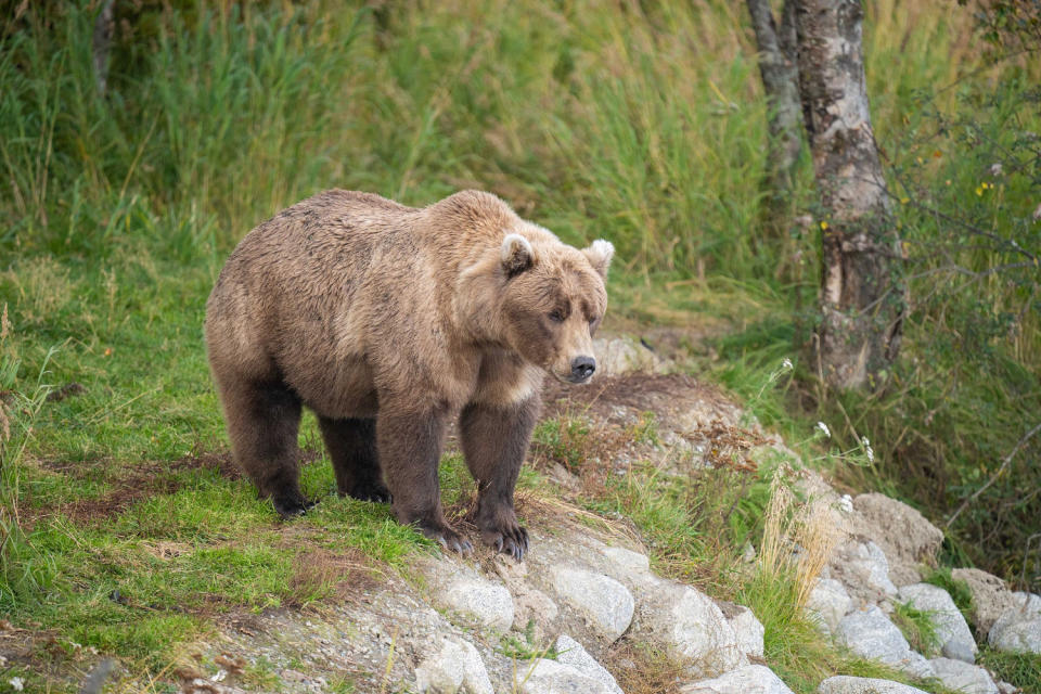 Bear 901 (Courtesy K. Moore / NPS)