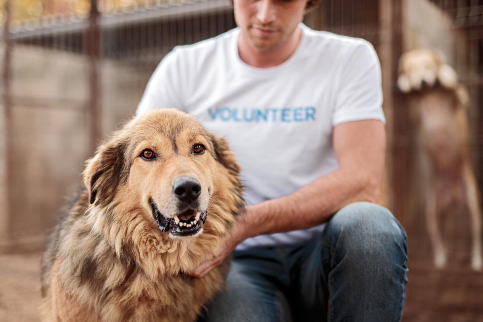 擔任流浪狗志工不僅能分擔繁重勞務，也讓狗狗們有了更多與不同人接觸的機會。（示意圖／Getty Images）
