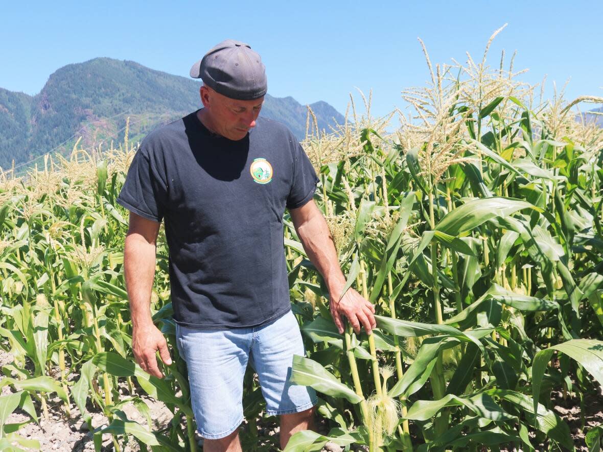 Chilliwack farmer Ian Sparkes says his corn crops have been delayed by at least two to three weeks due to this spring's cold and wet weather. (Baneet Braich/CBC - image credit)