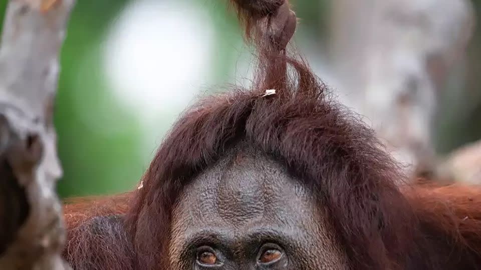 Juvenile orangutan pulling its mother's hair. - BOS Foundation BPI