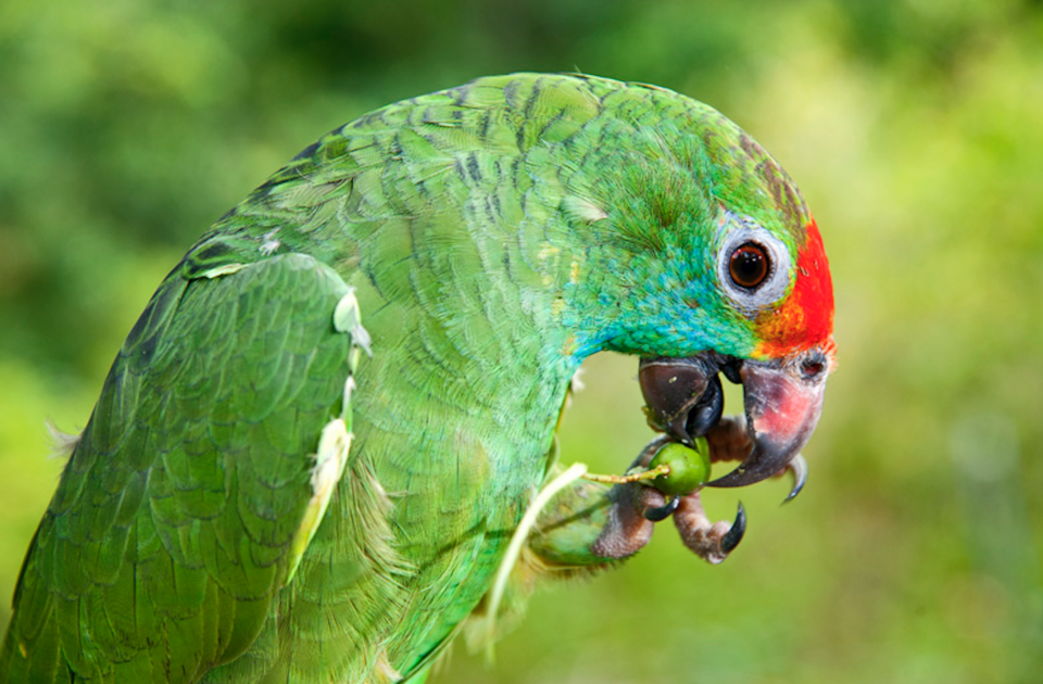 Especie de papagayo que regresó al bosque reforestado. (Instituto Terra).