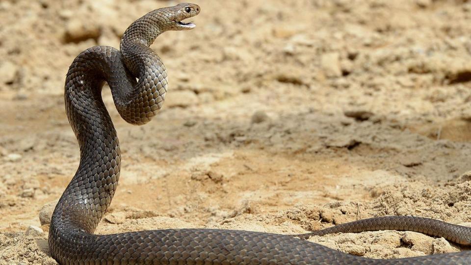 Donald Morrison went into cardiac arrest on Saturday evening after he removed what witnesses believed was an eastern brown snake from a friend’s ankle during a school reunion in the small town of Koumala. Picture: William West / AFP)