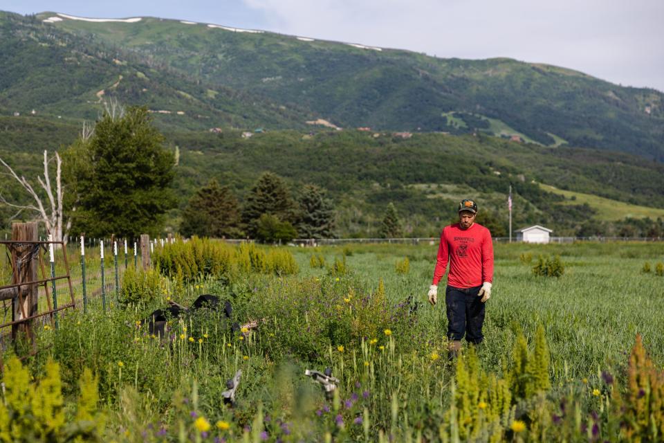 Alan Vause walks in his field while installing irrigation for the coming year at Sunnyfield Farm in Eden, Weber County, on Thursday, June 29, 2023. Vause’s family has farmed the land for the last five generations. | Ryan Sun, Deseret News