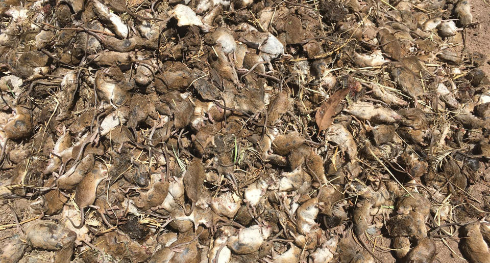 A supplied undated image obtained Tuesday, May 1, 2021 shows dead mice at a property in Gilgandra, NSW. Source: AAP