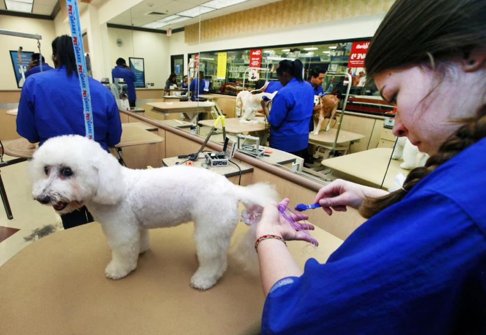 In this Friday, Dec. 13, 2013, photo, groomer Michelle Boch from Clarkstone, Mich. gives Nikkt, a 15 year old Bichon Frise, a chalking treatment at PetSmart in Culver City, Calif. Birthdays are the most popular occasion for chalking, said groomer and PetSmart salon project manager, Megan Mouser, in Phoenix. Sports team colors are also in demand, she said. (AP Photo/Richard Vogel)