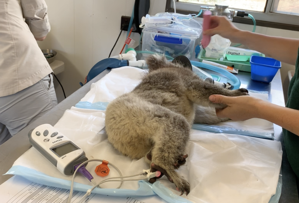 A female koala lies on an operating table and is checked by a vet.