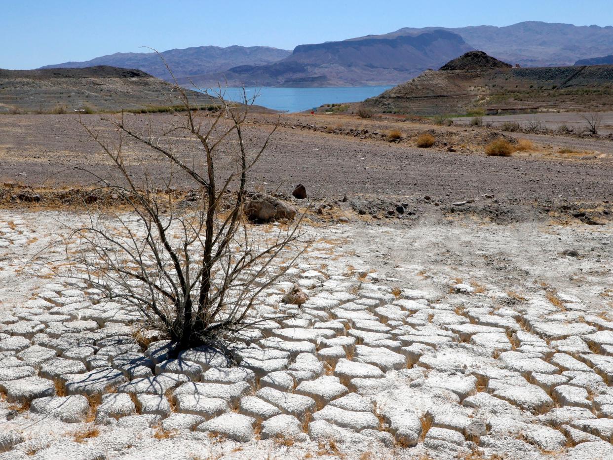 Lake Mead is seen in the distance behind a dead creosote bush in an area of dry, cracked earth that used to be underwater (Getty Images)