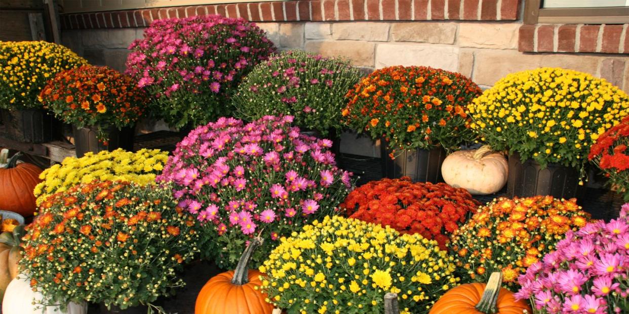 how to plant mums