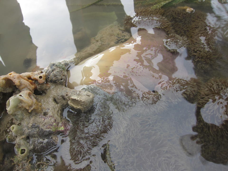 The underside of a coral plant at the rubble area, (Yahoo! Singapore/ Karen Vera)