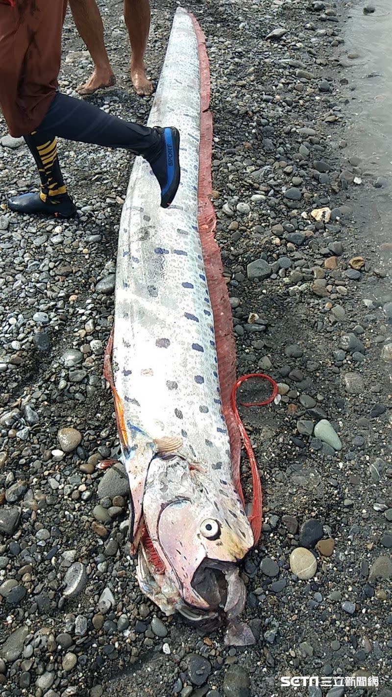 2022年6月，台東釣客捕獲6公尺長地震魚。（圖／記者王浩原攝影）
