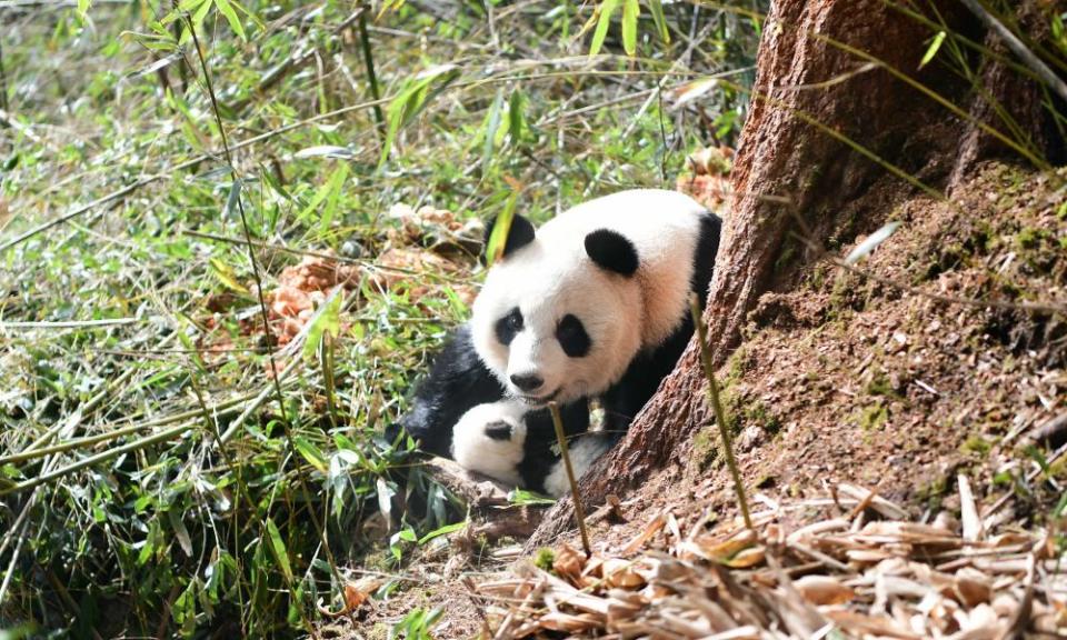 <span>Photograph: Xinhua/Rex/Shutterstock</span>