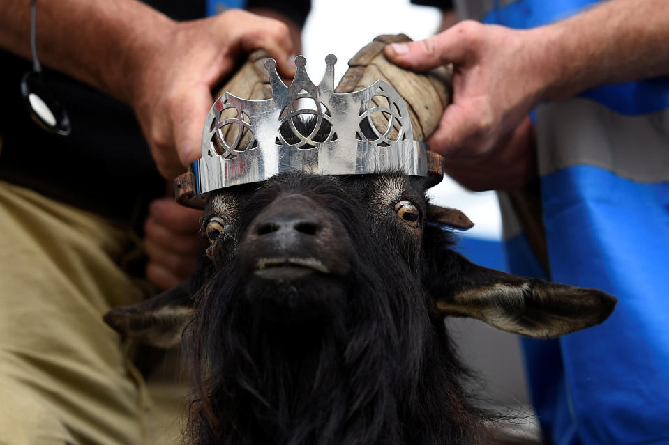 <p>A wild goat is crowned King Puck and will be held on a platform above the town for three days in Killorglin, Ireland, Aug. 10, 2017. (Photo: Clodagh Kilcoyne/Reuters) </p>