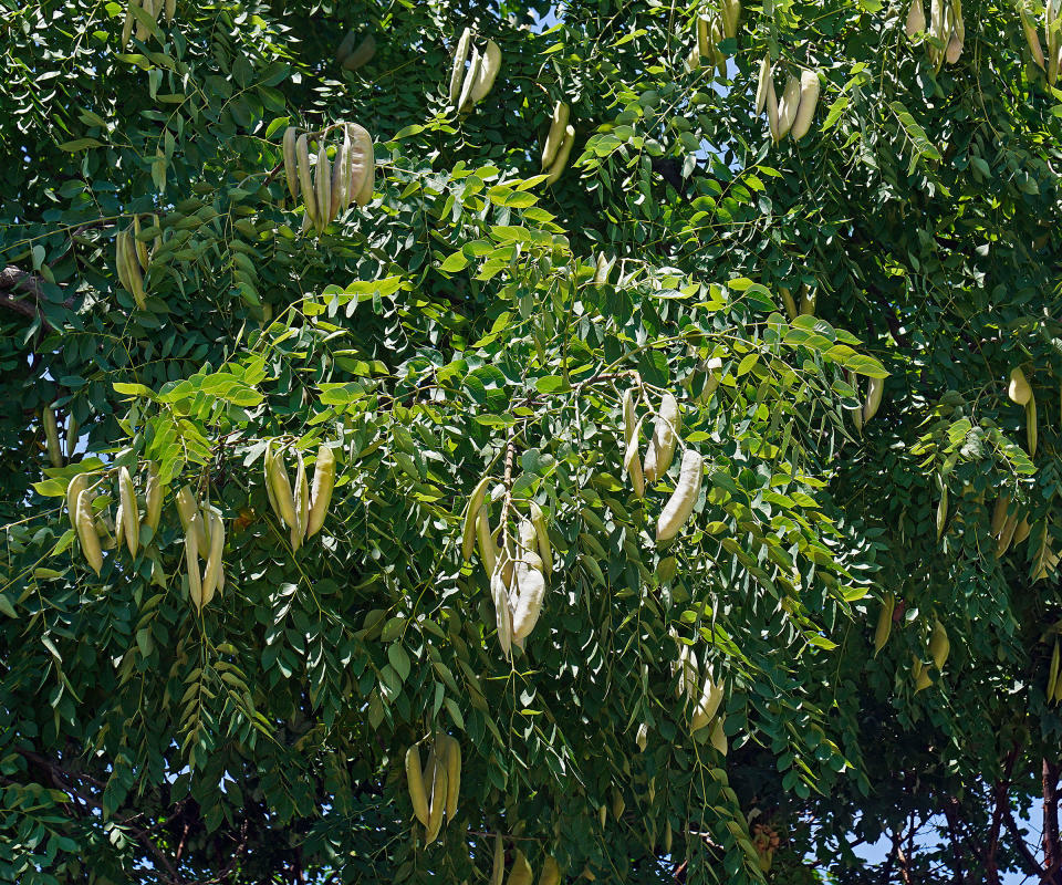 pods on a Kentucky coffeetree