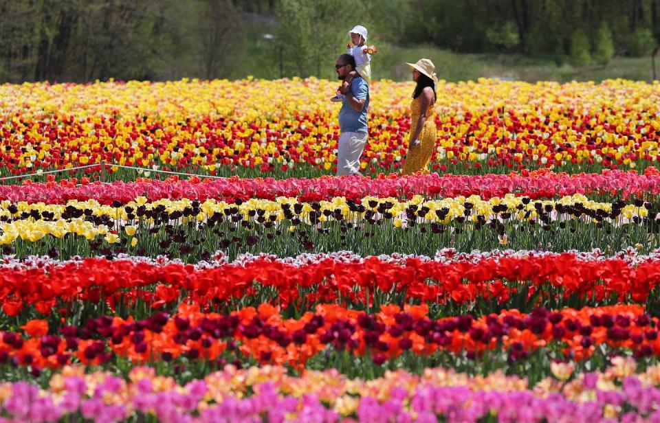 Wicked Tulips Flower Farm - Rhode Island