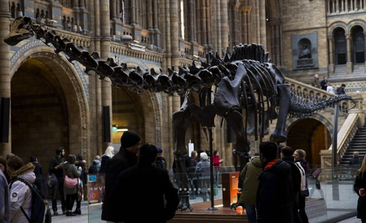 Farewell, Dippy! (Picture: REX Features)