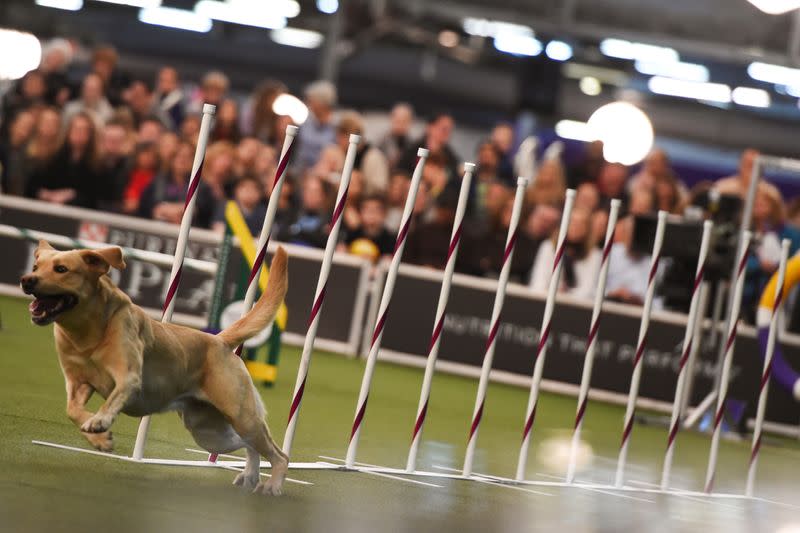 A dog competes in the Masters Agility Championship during the Westminster Kennel Club Dog Show in New York