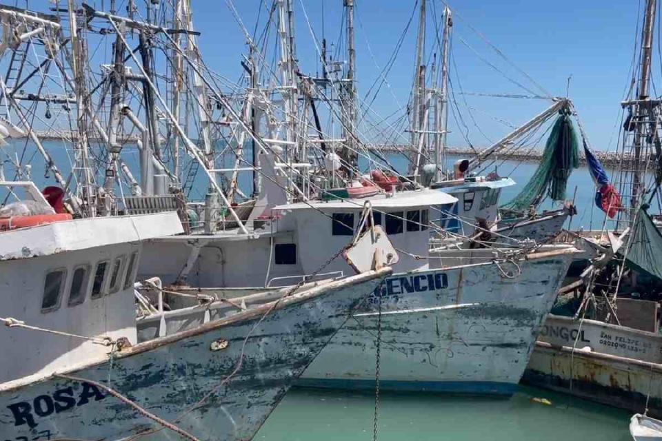 vaquita marina Barcos pesqueros en el muelle de San Felipe BC 5 