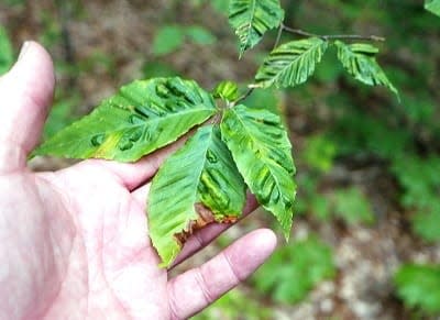 Distorted leaves with dark green raised lines are signs of beech leaf disease.